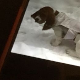 Basset Hound Puppies from Muggsk-9obedience