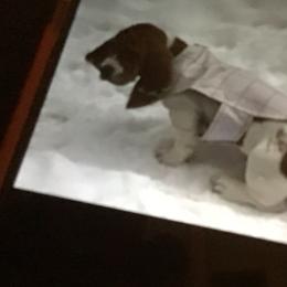 Basset Hound Puppies from Muggsk-9obedience