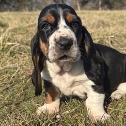 Thyme - Black white and brown female Basset Hound puppy in Springfield, Missouri from Baylee’s Bassets
