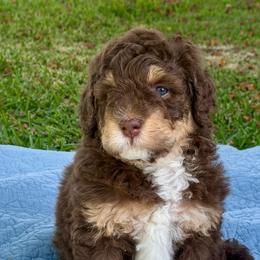 Grace - Brown female Bernedoodle puppy in California from Cam’s Doodlez