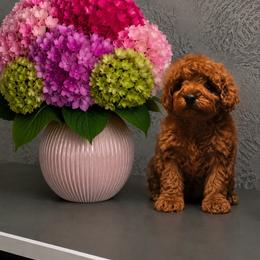 Gauda - Red  female Poodle puppy in Hollywood, Florida from Royal Goldendoodle
