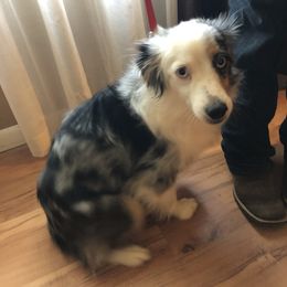 Bella - Toy Australian Shepherd