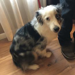 Bella - Toy Australian Shepherd