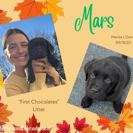 Mars - Chocolate male Labrador Retriever puppy in Eaton Rapids, Michigan from Higher Ground Labradors