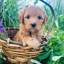 Black collar - Apricot male Goldendoodle puppy in Denison, Iowa from Violet View Iowa Goldendoodles