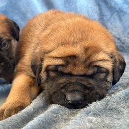 Samus - Apricot male Mastiff puppy in Wewoka, Oklahoma from P Diamond Mastiffs