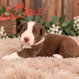 Scar - Red male Border Collie puppy in Sanger, California from Flying M Cactus Ranch Buddies