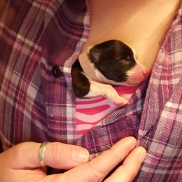 Australian Shepherd Puppies from Purple Tyger Creations