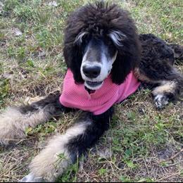 Chanel - Poodle