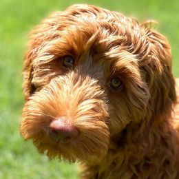 Honey - Australian Labradoodle