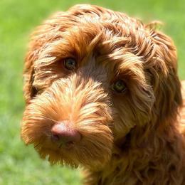 Honey - Australian Labradoodle