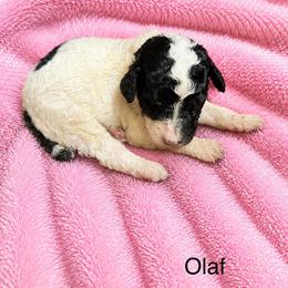Olaf - Parti female Poodle puppy in Washington, Pennsylvania from Patriotic Poodles