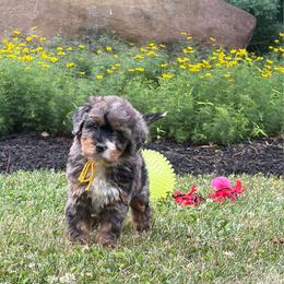 Miss Justice - Merle female Bernedoodle puppy in Hegins, Pennsylvania from Bubbling Springs Doodles, LLC
