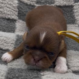Goldie - yellow collar - Chocolate and tan female Shih Tzu puppy in Clarksburg, West Virginia from Pilgrim Shih tzu