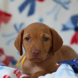 Stars - Golden rust female Vizsla puppy in Bloomington, Indiana from Envizion