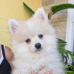 Elsie-1200-toy - White female Pomsky puppy in Spring Hill, Florida from www.PuppyTimeEmporium.com