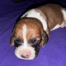 Wanda - Mahogany and white female Basset Hound puppy in Inman, Nebraska from Sandhill Hounds of Nebraska