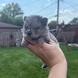 Merle boy - Blue merle male Pomeranian puppy in Oak Lawn, Illinois from Pomeranian Boutique