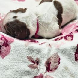 Baby Ruth - Liver white and tan female English Springer Spaniel puppy in Westover, Maryland from Sterling's springer Haven