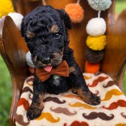 Dak- can Christmas hold - male Cavapoochon puppy in Bullard, Texas from Cavapoochon Central LLC