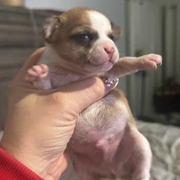 Boy 2 - Black sabled fawn male Chihuahua puppy in Lees Summit, Missouri from Divine K9s LLC