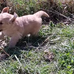 Yellow collar - girl - Dark golden female Golden Retriever puppy in Bethel, Ohio from Agnes' Golden Retrievers