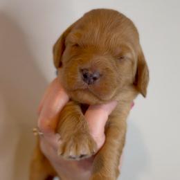 Phoenix - Red male Cavapoo puppy in Grand Blanc, Michigan from Halsey Poodles and Doodles