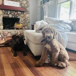 Goldendoodle Puppies from Hannah Mae Doodles
