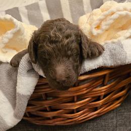 Pinky - Brown female Poodle puppy in Browns Summit, North Carolina from Nailah's Beauties: Standard Poodles