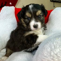 Merry - Black tri female Miniature American Shepherd puppy in Tonasket, Washington from V5 Aussies