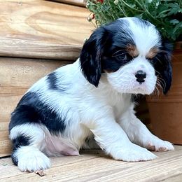 Oakley - Tri-color male Cavalier King Charles Spaniel puppy in Dawsonville, Georgia from Ayerloom Cavaliers