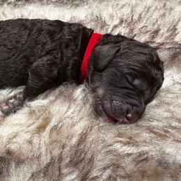 Clover (Red Collar) - Phantom female Poodle puppy in Monroeville, Pennsylvania from K & A Standard Poodles