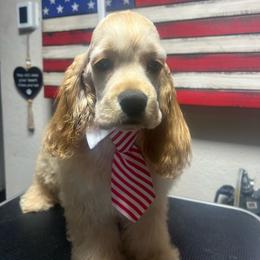 Dale - Buff male Cocker Spaniel puppy in Moreno Valley, California from Joker Karr’s