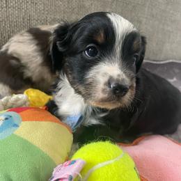 Cash - Black tri male Miniature American Shepherd puppy in Colorado Springs, Colorado from Valkyrie Adventures