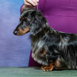Solstice - Dachshund