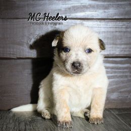 Cherry - Red speckled female Australian Cattle Dog puppy in Runnels County, Texas from MC Heelers & Aussies