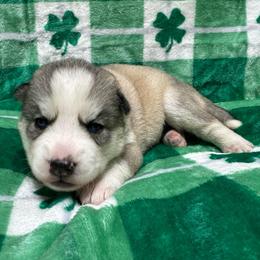 AKC Cotton-tail - Gray and white female Siberian Husky puppy in Centreville, Maryland from Huskies By the Bay