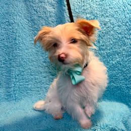 Ranger - Tan and white male Yorkshire Terrier puppy in Shelton, Washington from Cute Yorkies