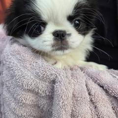 Brit - Black and white female Japanese Chin puppy in Salem, Oregon from Chinnychinchinofsalem