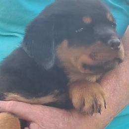 Girl 4 - Black and mahogany female Rottweiler puppy in De Witt, Iowa from Irish Eyes Kennels