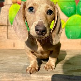 Bronx - Dachshund