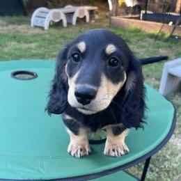 Cannoli - Black and cream male Dachshund puppy in Federal Way, Washington from Designer Doxies