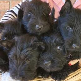 Scottish Terrier Puppies from McKinley Scots Kennel