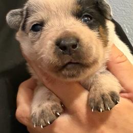 - Girl 2 - Blue female Australian Cattle Dog puppy in Kaufman, Texas from Emberwick Ranch