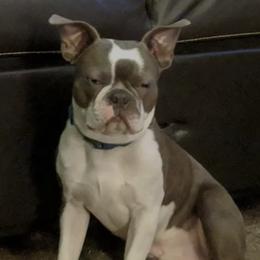 Boston Terriers from Gail's Boston Terriers