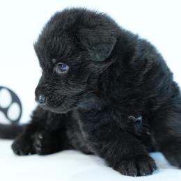 Black Collar - Black male German Shepherd puppy in Plumas Lake, California from Zwinger Vom Greifjäger