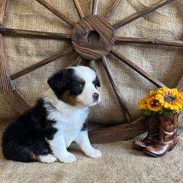 Daisy - Black tri female Miniature American Shepherd puppy in Cowlitz County, Washington from Pleasant Woods Miniature American Shepherds