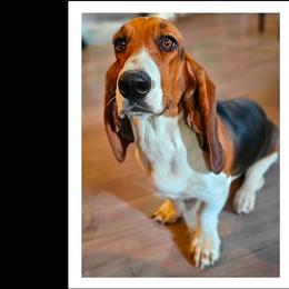 Siren Song 'Ryn' - Black brown and white female Basset Hound puppy in Valley, Washington from Peaceful Valley Paws