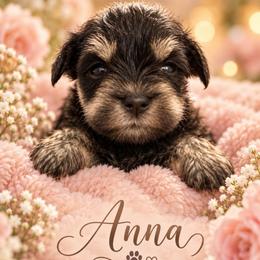 Anna (runt) - Black and silver female Miniature Schnauzer puppy in Hull, Georgia from Ardent Miniature Schnauzers of Athens