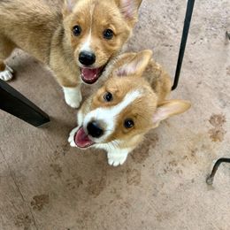 Red collar - White and red male Pembroke Welsh Corgi puppy in Apopka, Florida from Connie’s Corgies
